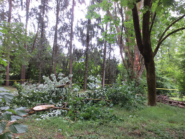 Fallen branches Crease tree Riverview