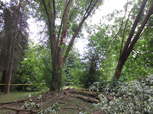 Fallen branches around Silver Maple tree