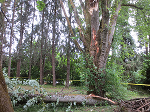 Damaged Silver Maple tree with large fallen branch at base