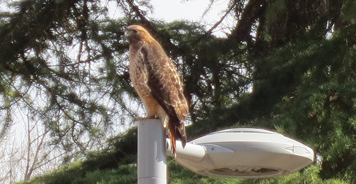 Close-up of Hawk perched on streetlight