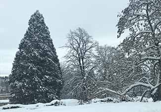 Trees covered in snow