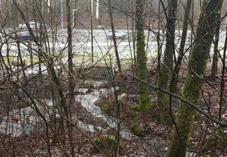 Moss and leave covered Creek with road in background