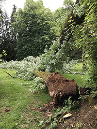 Fallen Silver Maple