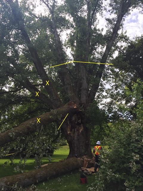 Large Silver Maple tree with damaged branches digitally annotated to convey pruning extent