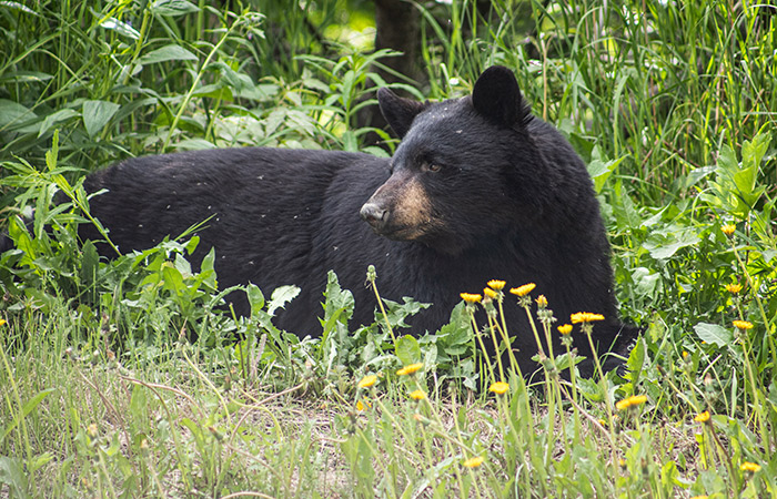 Black Bear in Grass