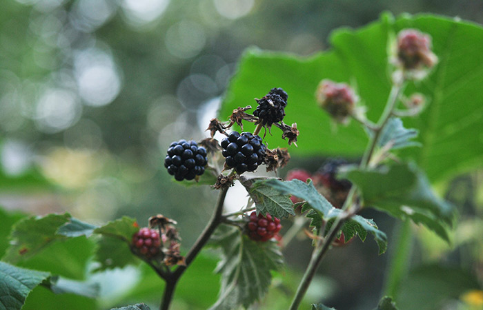 Close-up view of Blackberries