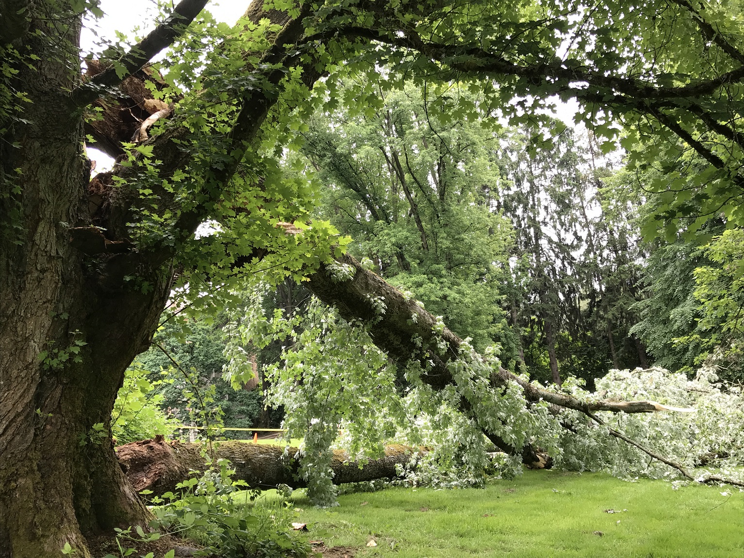 Fallen Silver Maple tree