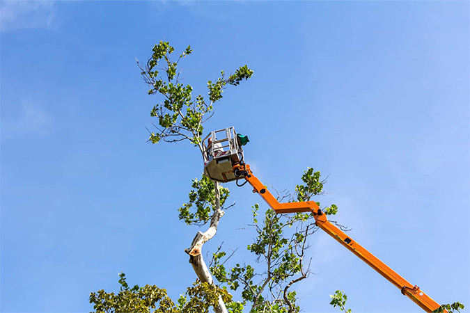 Tree pruning 