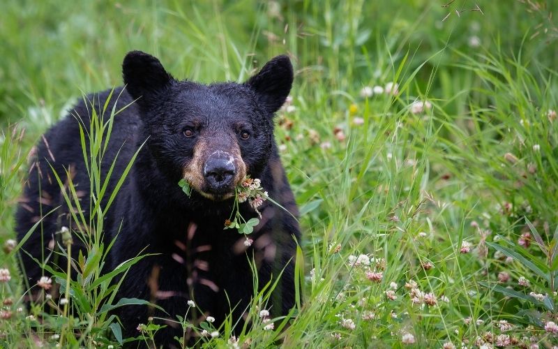 A young black bear in a field of long grasses.