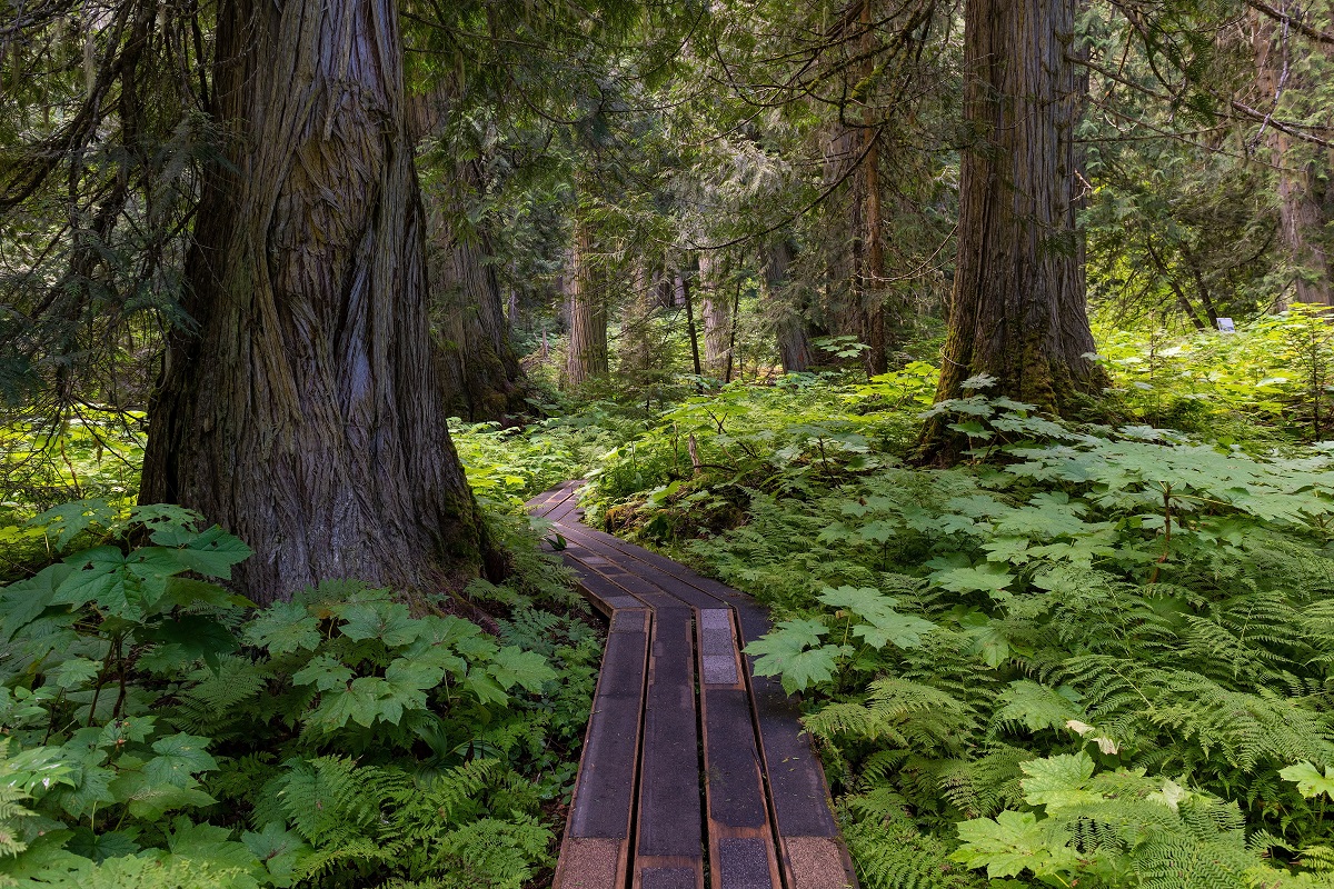 A path running through dense, green foliage and trees