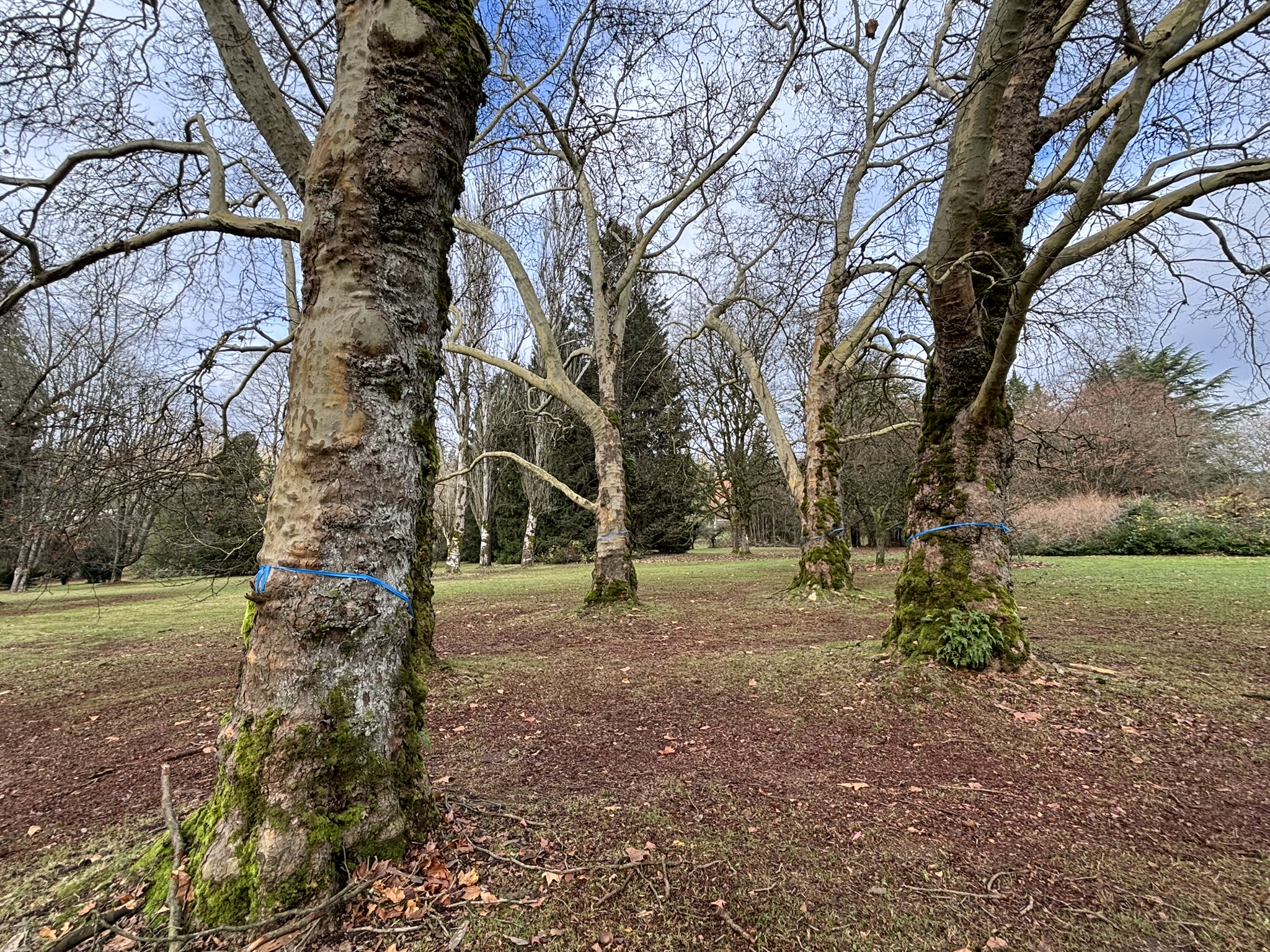 Leafless trees with mossy trunks tied with blue ropes in a grassy park during winter.