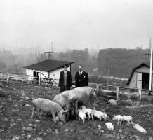 Woman and man stading with pigs and piglets in the piggery 1924