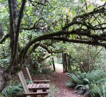 Two wooden chairs overlooking Finnie's Garden