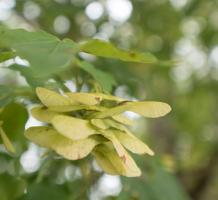 Closeup of bright green flat leaves