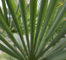 Large green frond