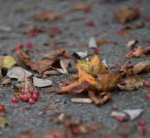Leaves and red berries on the sidewalk