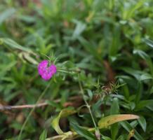 Little pink flower at Finnies Garden	