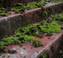 Moss covered steps