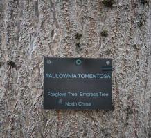 Plaque on Foxglove tree