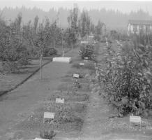 Cutting the grass in the botanical gardens from 1911 to 1916